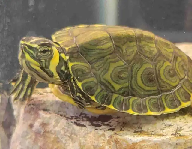 baby yellow belly cooter turtles
