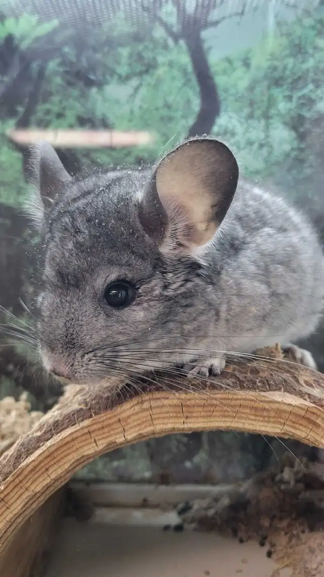 baby chinchillas - Photo 2