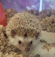 baby hedgehogs males and females