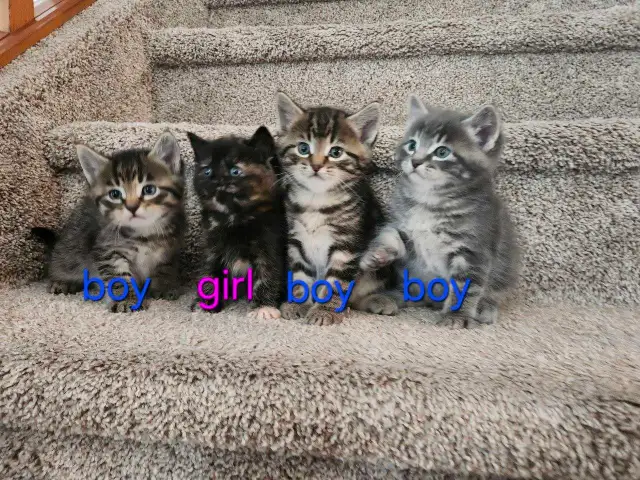 kittens for sale ( all of them on hold for now)