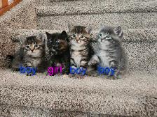 kittens for sale ( all of them on hold for now)