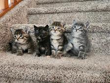 kittens for sale ( all of them on hold for now) - Photo 2