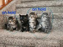 kittens for sale ( all of them on hold for now) - Photo 3