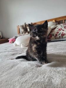 kittens for sale ( all of them on hold for now) - Photo 4