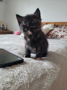 kittens for sale ( all of them on hold for now) - Photo 5