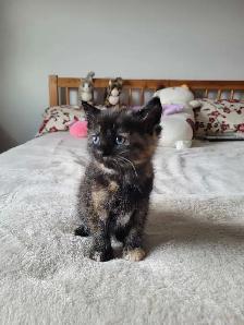 kittens for sale ( all of them on hold for now) - Photo 6