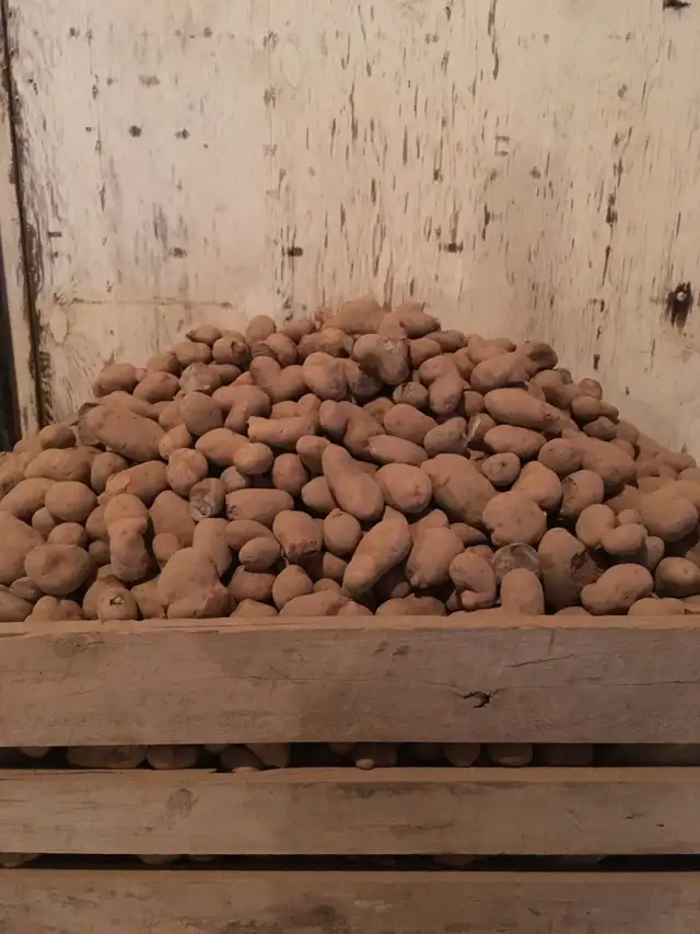 Cull Potatoes - Photo 2