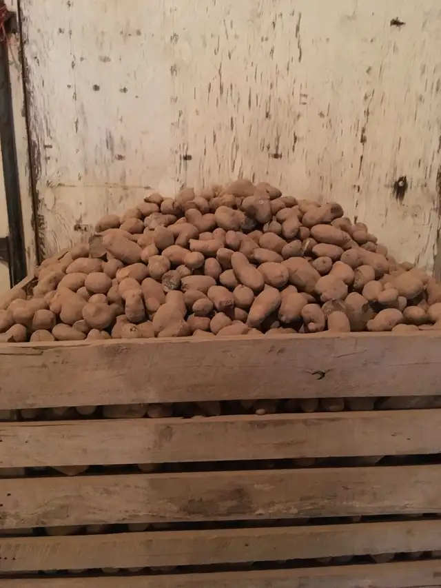 Cull Potatoes - Photo 3