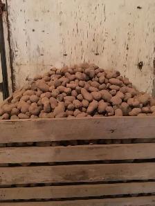 Cull Potatoes - Photo 3