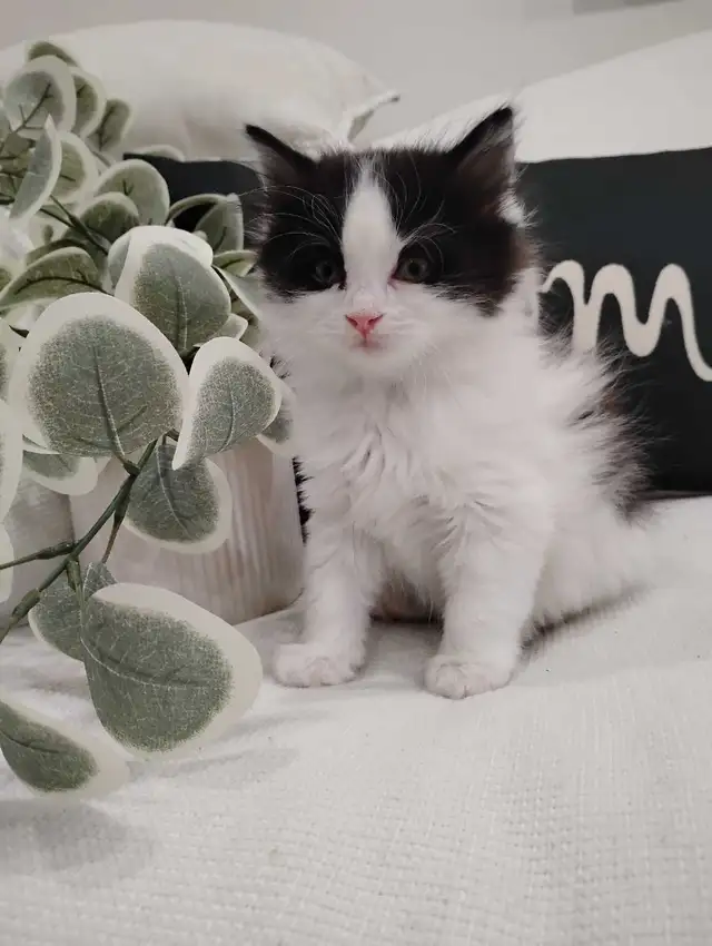 Chaton Sibérien hypoallergene