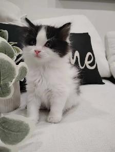 Chaton Sibérien hypoallergene - Photo 2