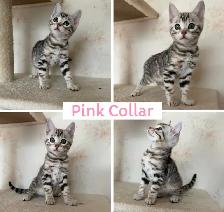 TICA Registered Bengal Kittens