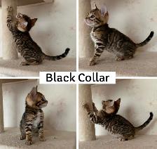 TICA Registered Bengal Kittens - Photo 2