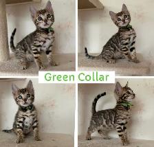 TICA Registered Bengal Kittens - Photo 3