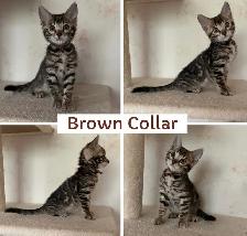 TICA Registered Bengal Kittens - Photo 4