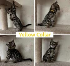 TICA Registered Bengal Kittens - Photo 5