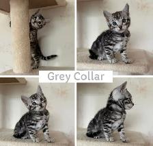 TICA Registered Bengal Kittens - Photo 6