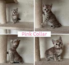 TICA Registered Bengal Kittens - Photo 7