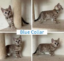 TICA Registered Bengal Kittens - Photo 8