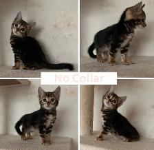 TICA Registered Bengal Kittens - Photo 9