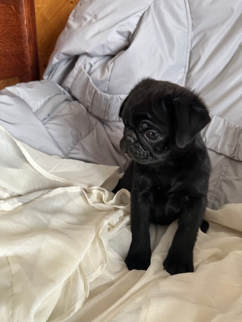 Adorable pug puppies