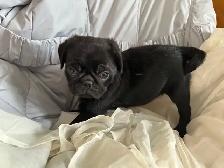 Adorable pug puppies - Photo 2