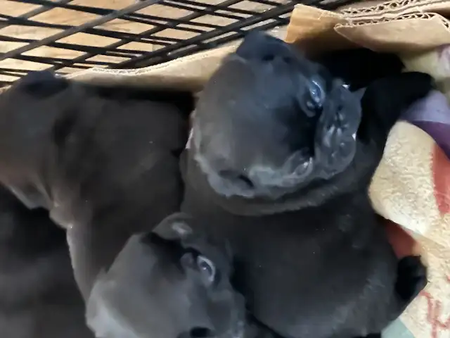 Adorable pug puppies - Photo 3