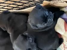 Adorable pug puppies - Photo 3