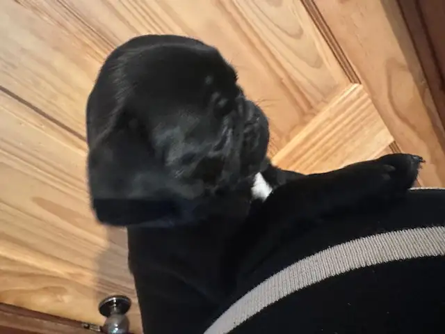 Adorable pug puppies - Photo 4