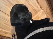 Adorable pug puppies - Photo 4