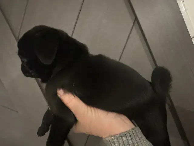 Adorable pug puppies - Photo 5