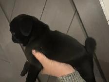 Adorable pug puppies - Photo 5