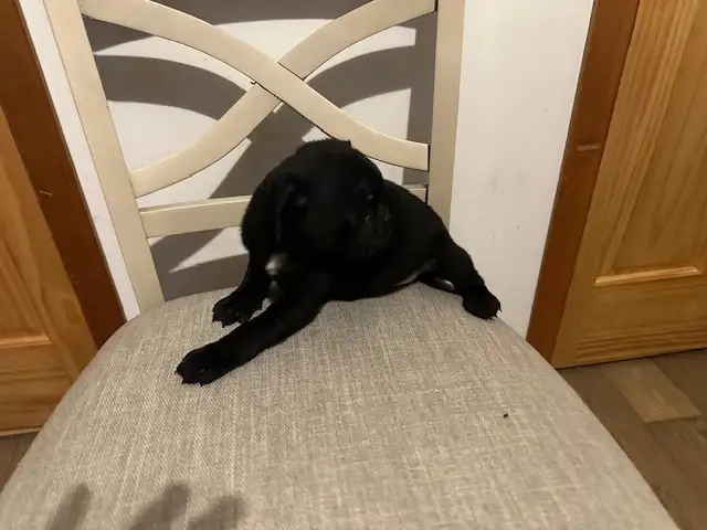 Adorable pug puppies - Photo 6