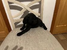 Adorable pug puppies - Photo 6