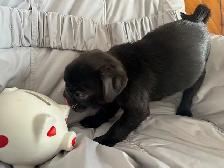 Adorable pug puppies - Photo 7