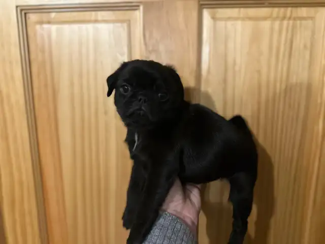 Adorable pug puppies - Photo 8