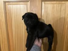 Adorable pug puppies - Photo 8