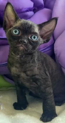 Devon-Rex