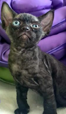 Devon-Rex - Photo 3