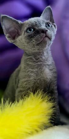 Devon-Rex - Photo 5