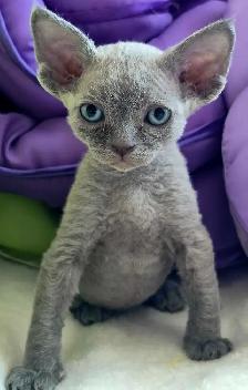 Devon-Rex - Photo 6