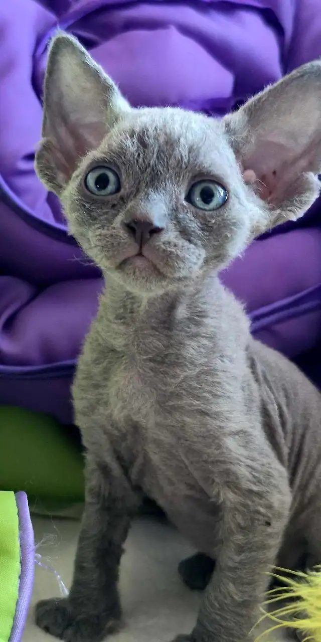Devon-Rex - Photo 10