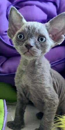 Devon-Rex - Photo 10