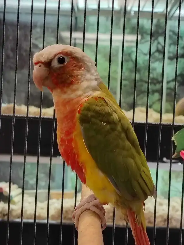 Red Factor pineapple conure