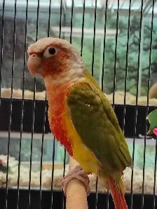 Red Factor pineapple conure