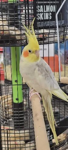 baby cockatiels - Photo 2