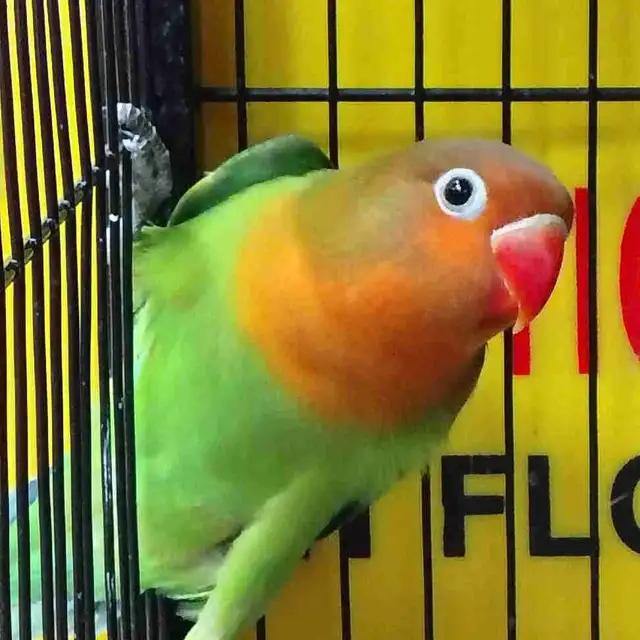 baby Fisher lovebird