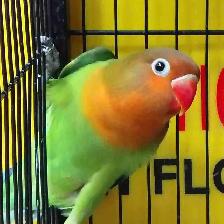 baby Fisher lovebird