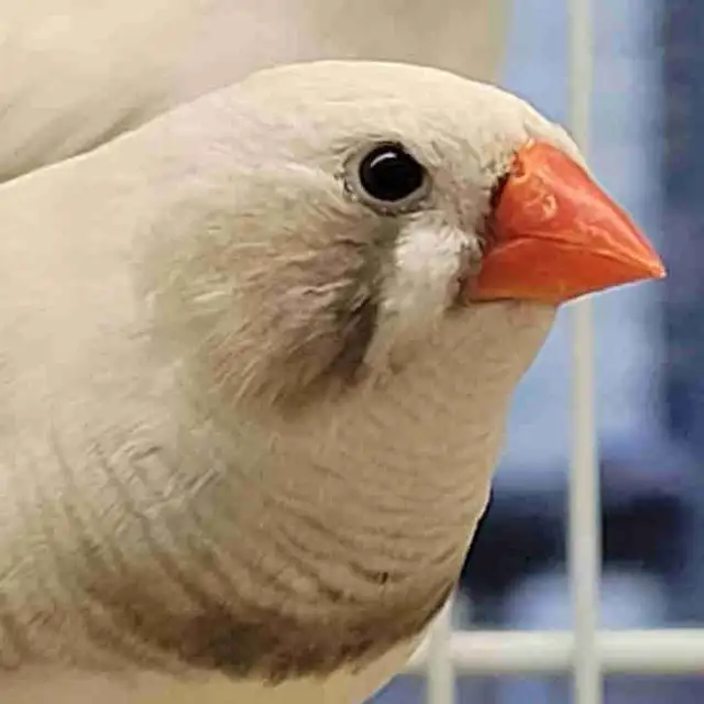 black cheek white zebra finches