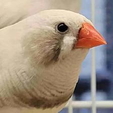 black cheek white zebra finches